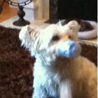 Desymagennis (@desymac) 's Twitter Profile