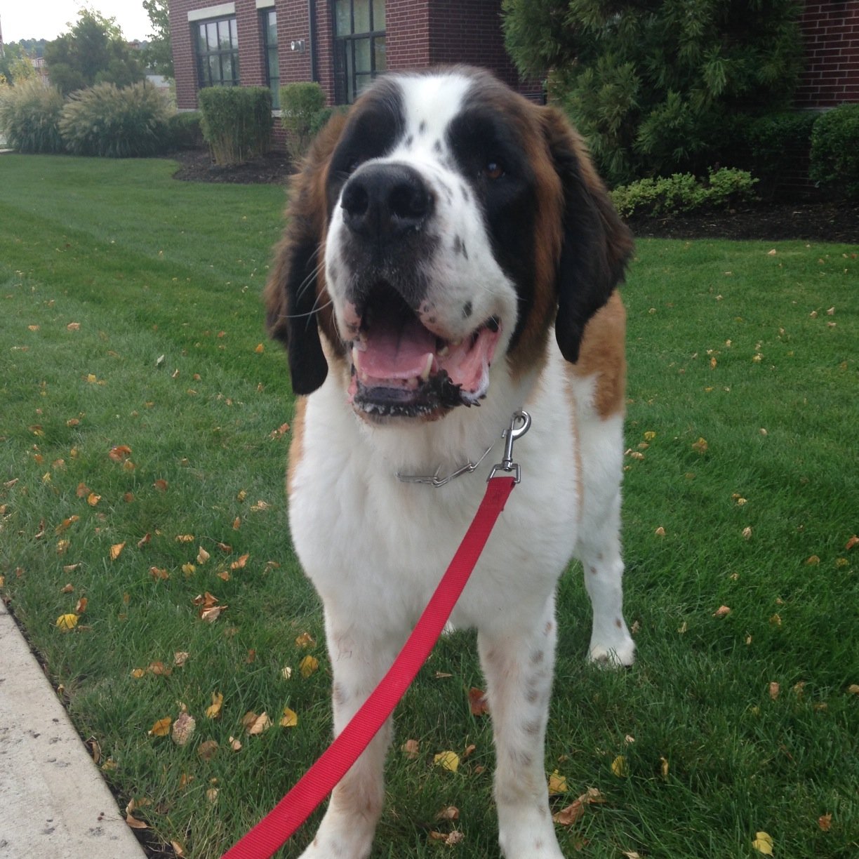 FLDogWalking's profile picture. 