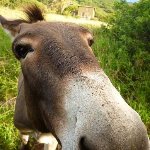 RF engineer, TV/FM station licensee, Nielsen market 206, NET & FamNet affiliate, Constitutional conservative, donkey lover (de-platformed 2016, reinstated 2022)