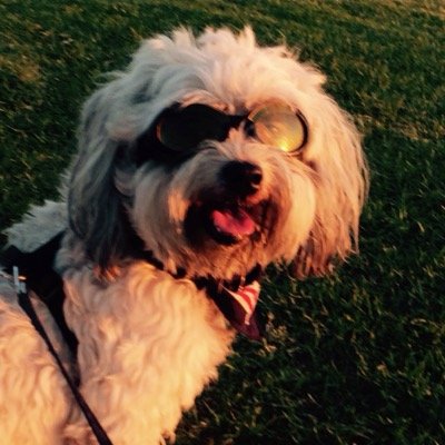 Busk2SaveLives's profile picture. Street performer -- Southern California. Dogs, black coffee, people watching, ice cream cones.