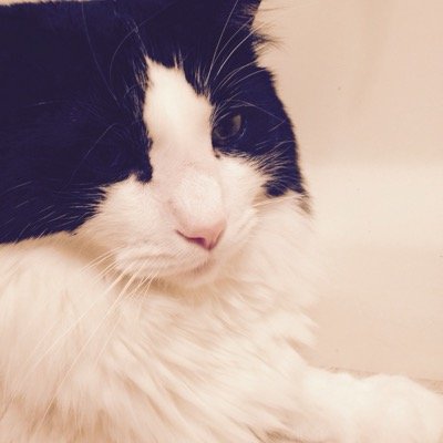 I'm a 3 year old cat, black & white, and am a director for Divine Right Sniping! I will be putting up the news for whats to be happening!