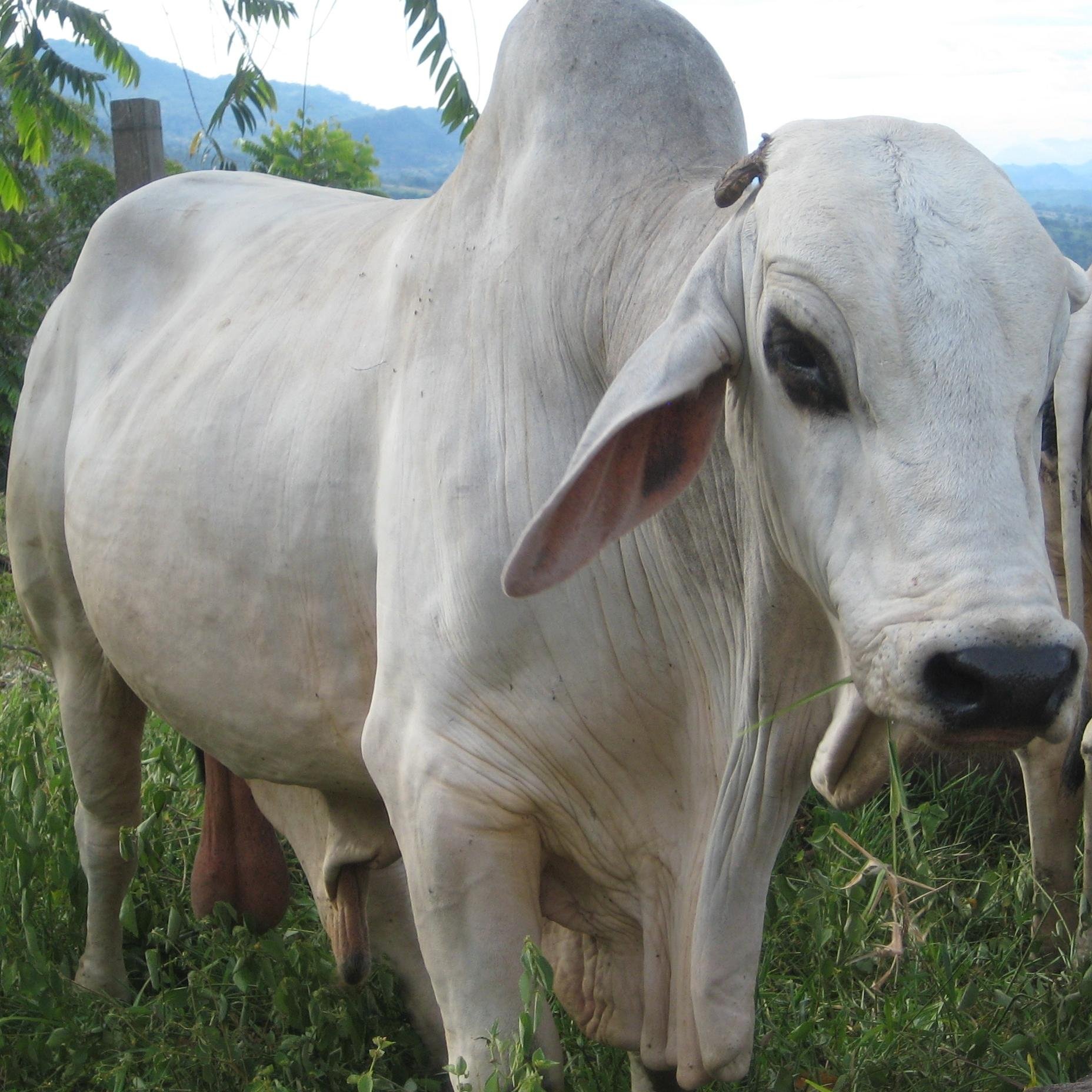 Somos Productores de Carne Bovina de Alta Calidad