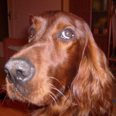 divinaentacones's profile image