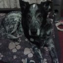 dawn mcgregor - @dawnlolablue - Twitter