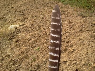 Southernniceguy's profile picture. just a nice guy