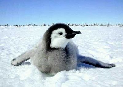 🐧펭귄🐧
