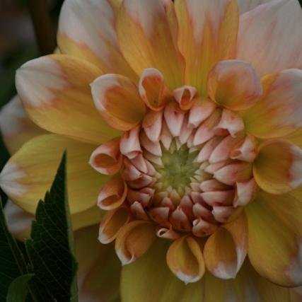 EssencePresence's profile picture. EssencePresence is a guiding source for all who wish to enhance their life and health through Chinese Medicine, Meditation and Essential Oils.