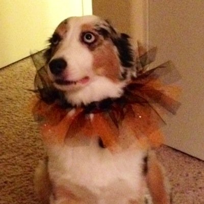 ElaineArmfield's profile picture. Chronic harmonizer. Girl Scout. You have no power over me. #getawesome #self-potato! Tweets are my own.