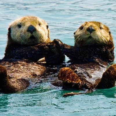 Send an anonymous shout out to your ottercrush! *NOT affiliated with Otterbein University*