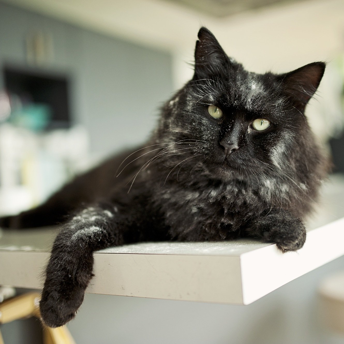 I am affectionately called Buddy, Doobie, Roobie,and Roo (which is my actual name) I am Siberian and awesome. I like making scones. Timaru is where I call home!