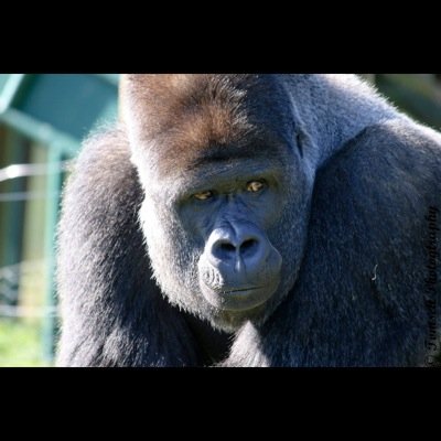 Neal Barnwell Profile