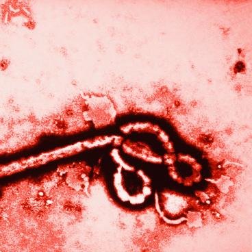 Ebola Stresser is a new high-end stresser testing project coming soon. The site is almost finished. Thanks.