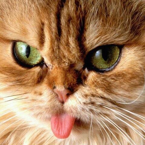 LuaSesto's profile picture. 