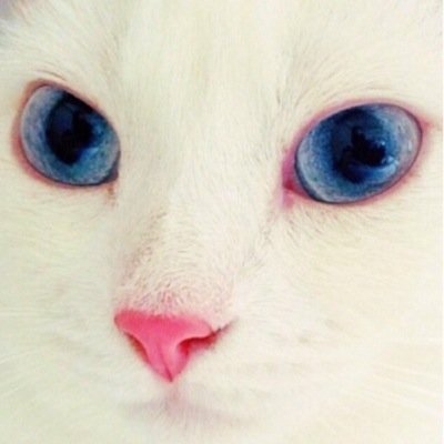 まっしろしろ〜〜