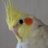 _sasaden's profile image