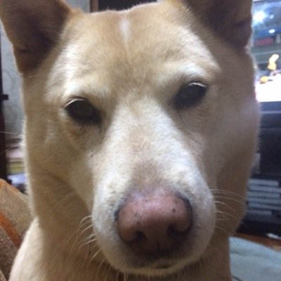 乃木坂、欅坂、日向坂、Flower、ゴリパラ、映画鑑賞、柴犬サン老衰17歳、プロレス、アントラーズ、スワローズ、櫻坂好きの中年のオジサン、気になったら無言フォロー失礼します出会い系の業者さんは懲り懲り