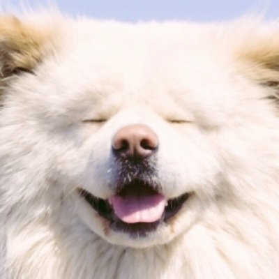 30代女子！ライブの時はカラコン🤗ENFP(運動家)のお花ちゃん20年目です🙌アイコンのわさおは友達から似てると言われ10年以上変えてません🐶好きな犬種はダックスです(笑)aikoに初めて逢ったのは2013.08.20のLLR0広島公演♡/cafe巡りと着物が趣味☕️👘/高知🐟出身⇒広島&山口の2重生活⛩️