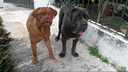 Macho alfa, lomo plateado, barba de leñador, voz de espartano, espada de gladiador, furia de titan, brazos de hulk, hambre de náufrago, sed de vikingo