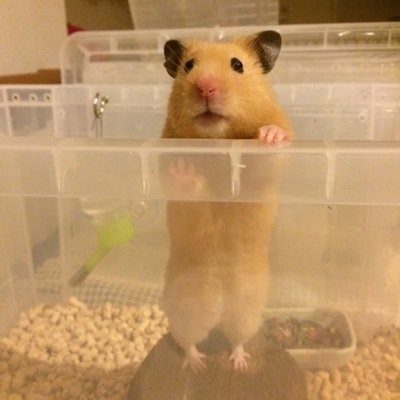 きんたまおのアイコン