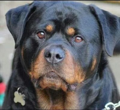 gtomassetti6219's profile picture. Dicono che sono associale/burbero:il perché faccio quello che voglio',e dico quello che penso/chi mi condivide è il mio amore ed amica' a 4zmp.bau