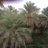 salim430086's profile image