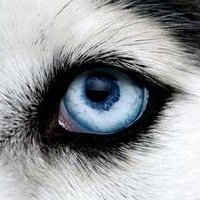 QueTrone's profile picture. 