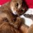 hisaitu / 愛猫どうか安らかにのアイコン