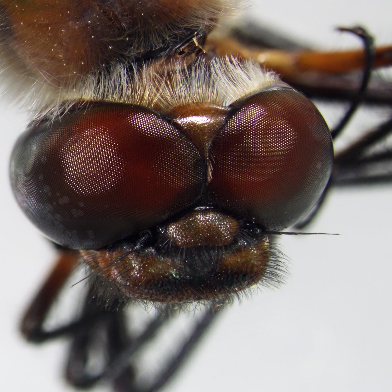 University of Nebraska-Lincoln Entomology Extension Identification Lab