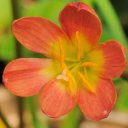 Keith Hardwick - @TheZephyranthes - Twitter