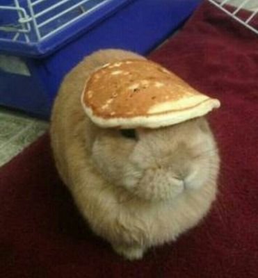 Things on a rabbit