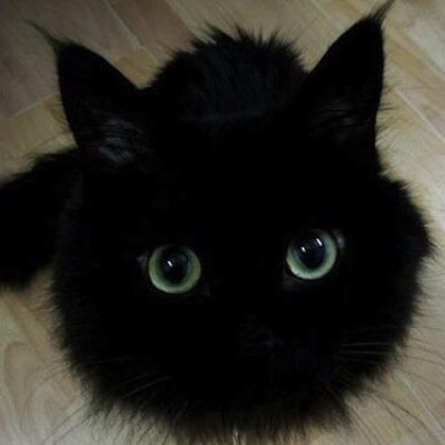 Keiran3927's profile picture. Trans. Autistic. Plural. Extremely queer. Definitely a cat. She/Her #PluralGang