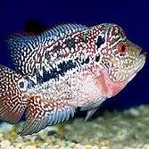 AQUATICS ADVISOR