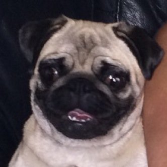 DeanHowgie's profile picture. 