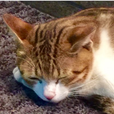 まおまお(猫哥)