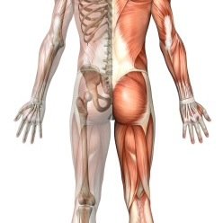 MedicalTorlan's profile picture. We are a Foot and Ankle focused company based in Charlotte, NC. Our team offers unparalleled products and service to North and South Carolina.