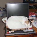 Alice Eileen Hanson - @alicehanson5 - Twitter