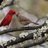 Landscapefun's profile image