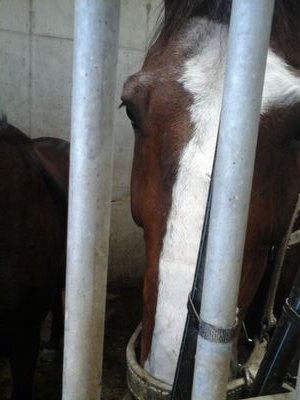 je mapelle fatih je suis de galop 6 je donnee d conseil et aide les personne a ameliorer le performence equestre je donne aussi d conseil pour d soin pm si bez