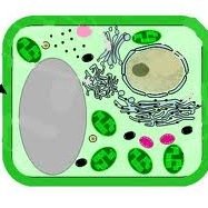 gucci_cellwall's profile picture. 