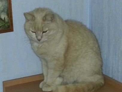 lund1953's profile picture. Elsker katter