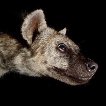 Hyena_Safari's profile picture. 