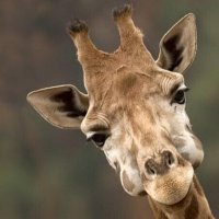 Seyi (@llamamesergi1) 's Twitter Profile