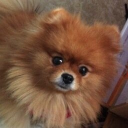 GinnyPomPom's profile picture. 