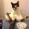 FrenchGirl76's profile picture. Michael Sheen fan. Book lover. Cat lover. Vegetarian.