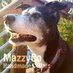 MazzyCo Collars (@mazzyco) Twitter profile photo MazzyCo Collars (@mazzyco) Twitter profile photo
