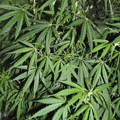Cannabis_IN's profile picture. Legalizecannabisin@gmail.com
Dedicated to the legalization of cannabis in Indiana