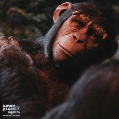 Corneliatheape's profile picture. hi my name is Corneila and im Caesars the apes  wife. I have two sons Milo and Blue Eyes. I love My husband very much and my two sons 
apes do not want war