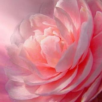 PeonyRose2's profile picture. 