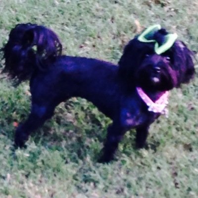 Retired Teacher,Live to laugh, Love God, My Country, Water, Sand, Wine, my Maltipoo Presley, Golf, Planes,Boats,and my awesome husband!