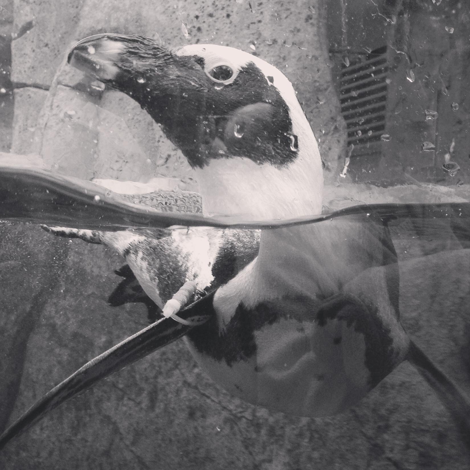 elmosredbeetle's profile picture. honey I rose up from the dead I do it all the time.